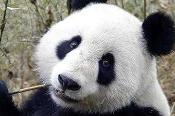 激光去黑眼圈多久恢復(fù)？激光除黑眼圈多久見(jiàn)效