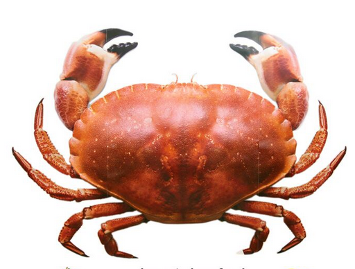 面包蟹如何打開(kāi)？如何吃活面包蟹？