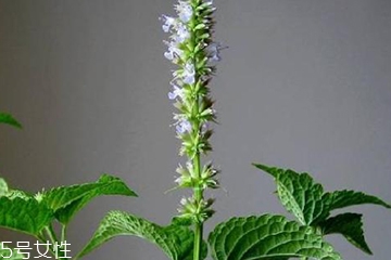 藿香是發(fā)物嗎？皮膚過敏的人能吃藿香嗎？
