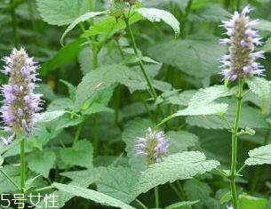 藿香是發(fā)物嗎？皮膚過敏的人能吃藿香嗎？