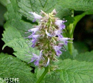 藿香是涼性還是熱性？藿香是熱性嗎？