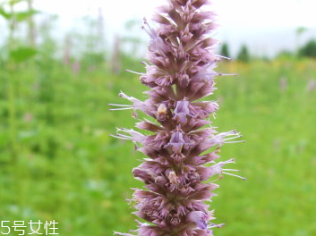 藿香和佩蘭能一起吃嗎？藿香和佩蘭的作用
