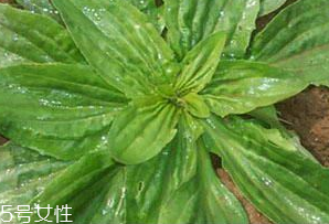 車前草是什么？車前草的作用是什么