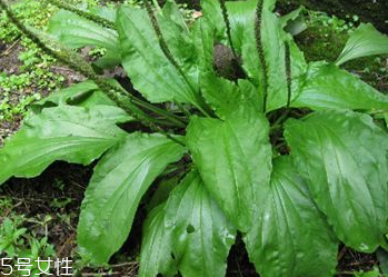車前草的功效和作用 車前草對(duì)人體有什么好處
