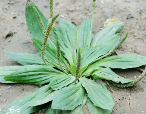 車前草怎么吃？車前草怎么做好吃？