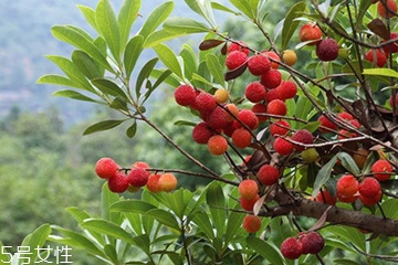 梅花是發(fā)物嗎？皮膚過敏的人能喝梅花茶嗎？