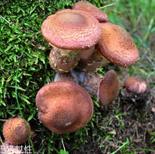 榛蘑的好處 榛蘑對人有什么益處？