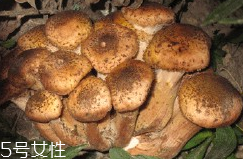 榛蘑的好處 榛蘑對人有什么益處？