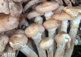 榛蘑是蘑菇嗎？榛蘑是什么蘑菇？