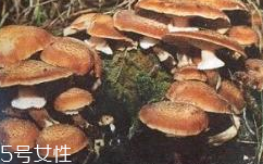 榛蘑是蘑菇嗎？榛蘑是什么蘑菇？