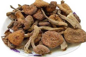 榛蘑是野生的好嗎？野生榛蘑的好處