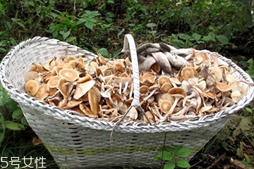 榛蘑的顏色 榛蘑是什么顏色的？
