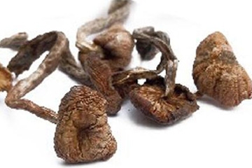 榛蘑能保存多久？干榛蘑怎么保存最好？