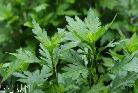 菊花腦是溫性還是涼性？菊花腦是涼性嗎？