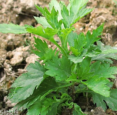 菊花腦能吃嗎？菊花腦的味道