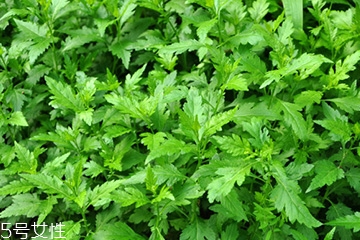 菊花腦可以涼拌嗎？菊花腦涼拌好吃嗎？