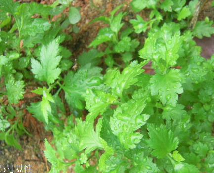 菊花腦和南瓜能一起吃嗎？菊花腦能和水果一起吃嗎？
