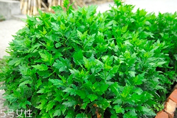 菊花腦的好處，吃了菊花腦有什么效果?