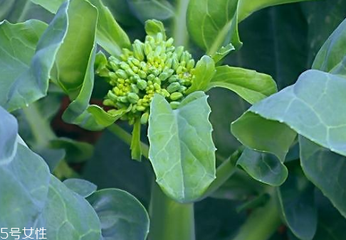 芥蘭會(huì)引起皮膚過(guò)敏嗎？芥蘭是發(fā)物嗎？