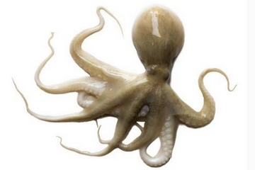章魚是什么顏色？章魚是什么樣子？