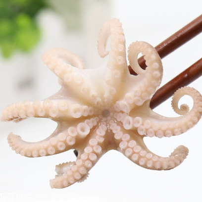 章魚是什么顏色？章魚是什么樣子？
