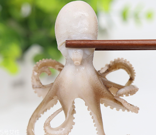 章魚是軟體動物嗎？章魚屬于軟體動物嗎？