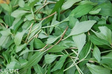 馬蘭頭對人的好處？馬蘭頭有什么好處？