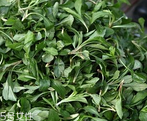 馬蘭頭是板藍根嗎？