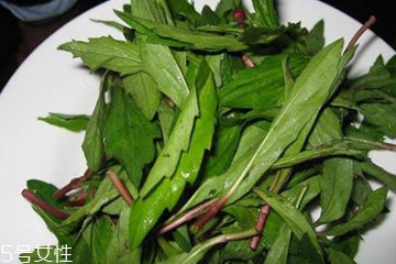 馬蘭頭是馬齒莧嗎？馬蘭頭和馬齒莧的區(qū)別