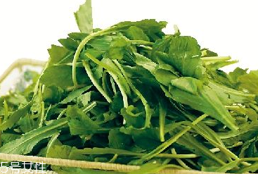 馬蘭頭是馬齒莧嗎？馬蘭頭和馬齒莧的區(qū)別