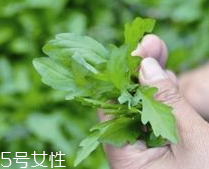 馬蘭頭和蝦能一起吃嗎？馬蘭頭和蝦能一起吃