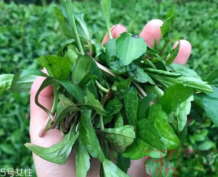 馬蘭頭和蝦能一起吃嗎？馬蘭頭和蝦能一起吃