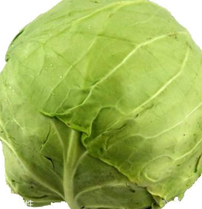 牛心菜怎么種植？牛心菜能種嗎？