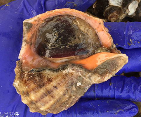 海螺開水還是冷水下鍋？海螺冷水還是熱水煮？