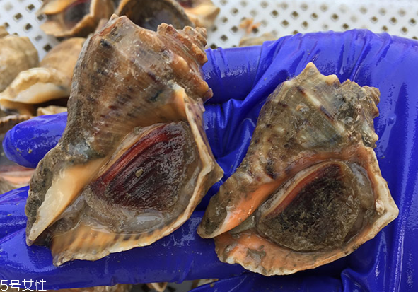 海螺開水還是冷水下鍋？海螺冷水還是熱水煮？
