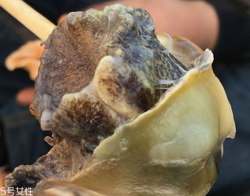 海螺可以隔夜吃嗎？海螺煮熟隔夜能吃嗎？