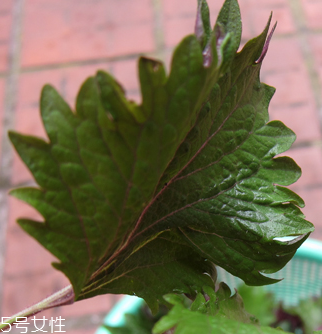 紫蘇葉能做成干紫蘇葉嗎？紫蘇葉怎么做成干紫蘇葉呢？