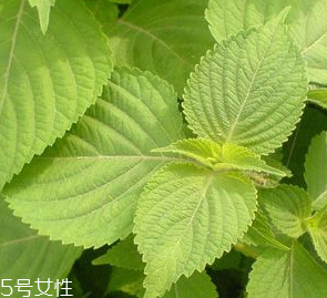 紫蘇葉是熱性的嗎？紫蘇葉是寒性的嗎？