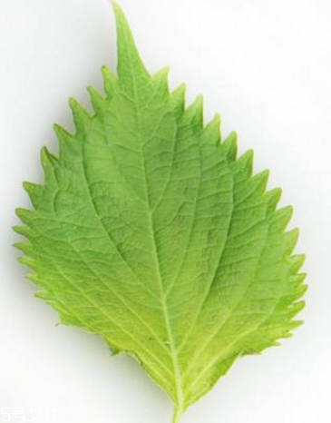 紫蘇葉的形態(tài)特征 紫蘇葉的外形是什么樣？