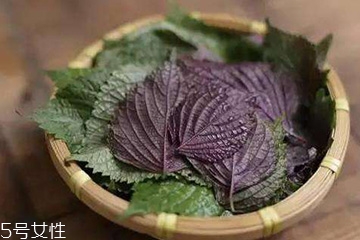 紫蘇葉吃了會上火嗎？紫蘇葉吃了不會上火