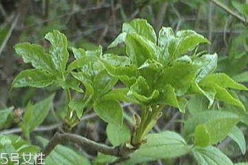 刺五加能做菜嗎？刺五加怎么做菜？