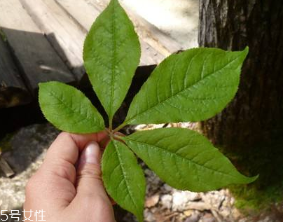 刺五加能做菜嗎？刺五加怎么做菜？