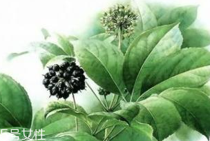 刺五加能做菜嗎？刺五加怎么做菜？