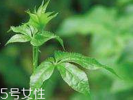 刺五加和枸杞泡水好嗎？刺五加能和枸杞泡水嗎？