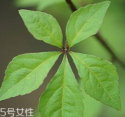 刺五加能給孕婦吃嗎？孕婦能吃刺五加嗎？