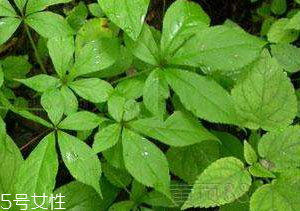 刺五加和谷維生素能一起吃嗎？