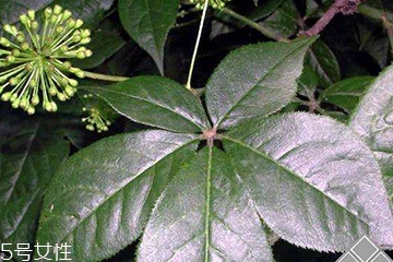 刺五加經(jīng)常喝會怎樣？刺五加能天天喝嗎？