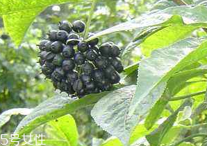 刺五加經(jīng)常喝會怎樣？刺五加能天天喝嗎？