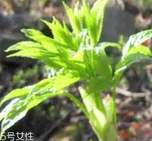 刺五加的好處 刺五加對人體有什么好處？