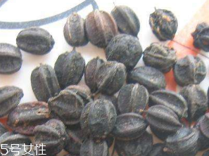 刺五加的食用方法 刺五加怎么吃？